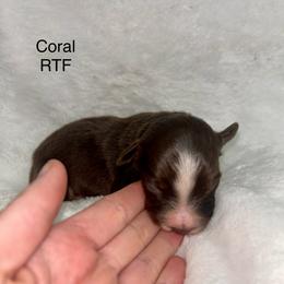 Coral - Red tri female Miniature Australian Shepherd puppy in Roseville, California from Golden State Mini Aussies