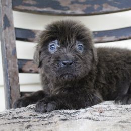 Bailey - Gray female Newfoundland puppy in Brundidge, Alabama from Grinnell Newfoundland