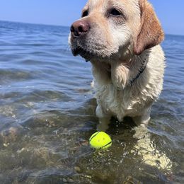 Labrador Retrievers from Maple Labradors