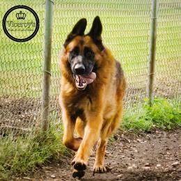 KhanMan - German Shepherd