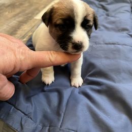Border Terrier and Jack Russell Terrier Puppies from Cedar Run Kennels