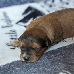 Pink collar - Red female Companion Cross puppy in Tom's Brook, Virginia from rising sun duck tollers