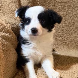 Elita-One - Black and white female Border Collie puppy in Crawfordsville, Indiana from Rescued Dreams Border Collies
