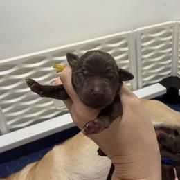 Mango - Chocolate female Labrador Retriever puppy in Elloree, South Carolina from Moonlight Kennels LLC