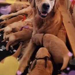 Golden Retriever Puppies from Big Bend Goldens