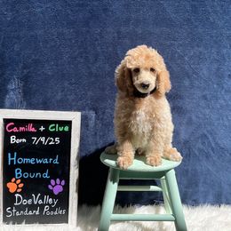 Black Collar - White male Poodle puppy in Athol, Massachusetts from DoeValley Standard Poodles