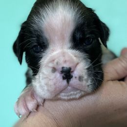Boxer Puppies from Von Royal Dell’Infinite
