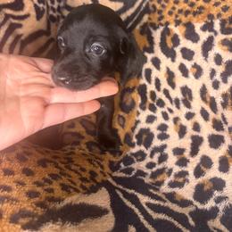 Sambo - Black male Dachshund puppy in Richwood, West Virginia from Wild and Wonderful Wieners