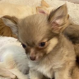 Chihuahua Puppies from Pikanoo Pups