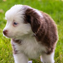 Miniature American Shepherd and Miniature Australian Shepherd Puppies from Bellewynd Acres