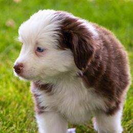 Miniature American Shepherd and Miniature Australian Shepherd Puppies from Bellewynd Acres