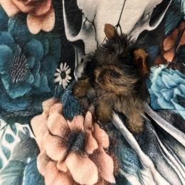 Yorkshire Terrier Puppies from Vickie Carpentiere