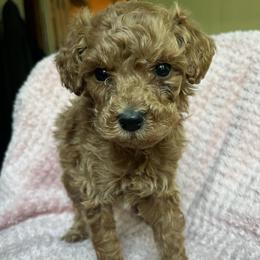Mitzy - Apricot female Goldendoodle puppy in Lowville, New York from Adirondack Labradoodles
