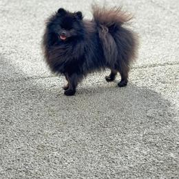 Gigi - Pomeranian