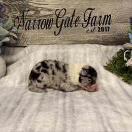 Brie - White and blue merle female Border Collie puppy in Moody, Texas from Narrow Gate Farm