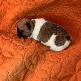 French Bulldog Puppies from Bullpen Frenchies