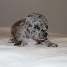 Bently - Blue merle male Chihuahua puppy in Willamina, Oregon from Cherished Chihuahuas
