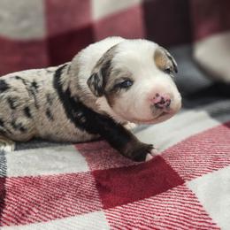 Lo'ak - Blue merle male Miniature Australian Shepherd puppy in Orrtanna, Pennsylvania from Mountain Top Shepherd's