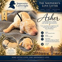 Cartwright's Asher Life More Abundantly - Cream male Poodle puppy in Albany, Kentucky from Impressive Cartwright Standards