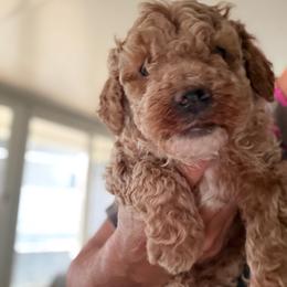 Rosalie red boy - Red  male Poodle puppy in Haines City, Florida from Camic Cockapoos