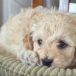 Havapoo Puppies from River View Puppies