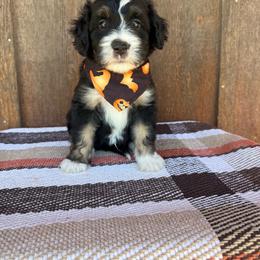 Sooner - Black tri-color male Aussiedoodle puppy in Eastland, Texas from H5 Mini Doodles