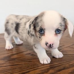 Dior  (Purple collar) - Blue merle and white female American Corgi puppy in Omaha, Arkansas from DnD Corgis
