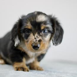 Olympus - Dapple male Dachshund puppy in Alto, Texas from Prima Dachshunds