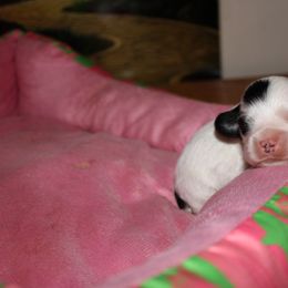 Pfannee - Black and white male Cocker Spaniel puppy in Hickory, North Carolina from Home Grown Cocker Spaniels