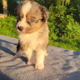 Frodo - Blue merle male Miniature Australian Shepherd puppy in Sunbury, Pennsylvania from Elemental Mini Aussies