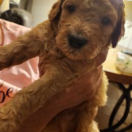 Goldendoodle Puppies from Hadie's Doodles