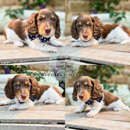 Dachshund, Goldendoodle, and Sheepadoodle Puppies from Doodles & Doxies