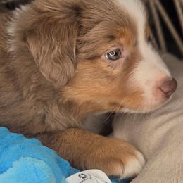Bob - Red merle male Miniature Australian Shepherd puppy in Lincoln, California from Elegant Aussies