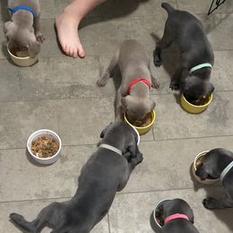 Weimaraner Puppies from Palmetto State Weimaraners