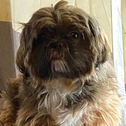Tess - Shih Tzu