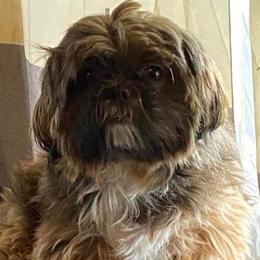 Tess - Shih Tzu