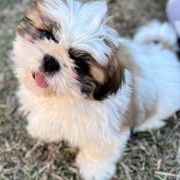 Shih Tzu Puppies from Shih Tzus To Love