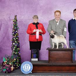 Pup - Fawn male Pug puppy in Lafayette, Louisiana from Shanghai Pugs