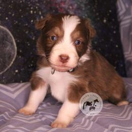 Sideswipe - Red tri-color male Australian Shepherd puppy in Colorado Springs, Colorado from Dawn 2 Dusk Ranch