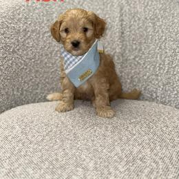 Ash - Red  male Goldendoodle puppy in Layton, Utah from Gracious Doodle Dogs