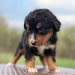 Girl 3 - Tri-color female Bernedoodle puppy in Montrose, Michigan from Livy’s Doodles