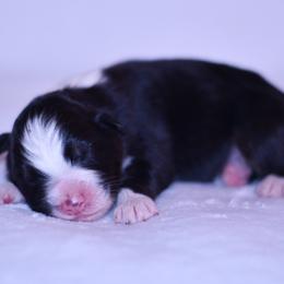 Piedmont - Black tri-color male Australian Shepherd puppy in Easton, Missouri from MMA Kennel