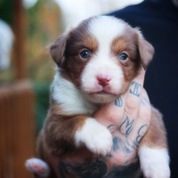 Esme - Red tri-color female Miniature American Shepherd puppy in Battle Ground, Washington from Casita Miniature American Shepherds