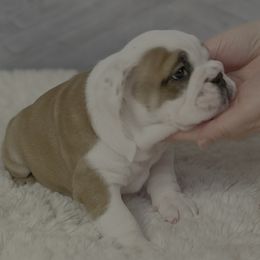 Bulldog Puppies from Sweet Rolls