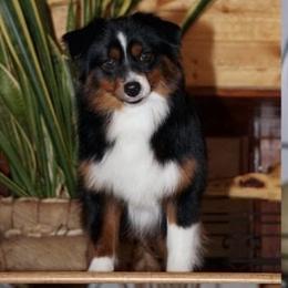 Levin - Miniature Australian Shepherd