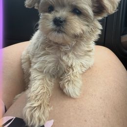 Goldendoodle, Maltipoo, and Yorkipoo Puppies from Doodle Pups Fur-Ever