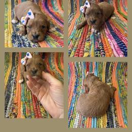 Girl 1 - Red female Cavapoo puppy in Harrah, Oklahoma from Sunshines Pomeranians & Cavapoos