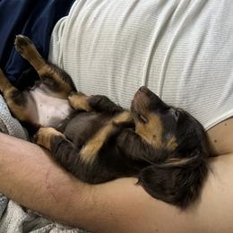 Dachshund Puppies from Honey Creek Doxies