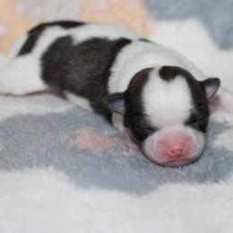 Rosie 4,300 - Sable spotted white female Chihuahua puppy in Cache, Oklahoma from Charming Lil Chihuahuas