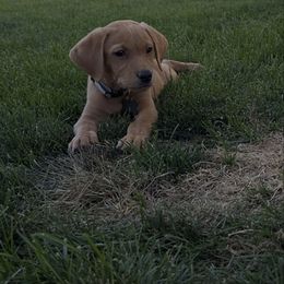 Boy 5 - Yellow male Labrador Retriever puppy in Nampa, Idaho from Breakaway Retrievers
